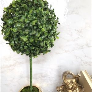 Boxwood Topiary in Pot - Large